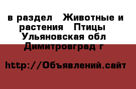  в раздел : Животные и растения » Птицы . Ульяновская обл.,Димитровград г.